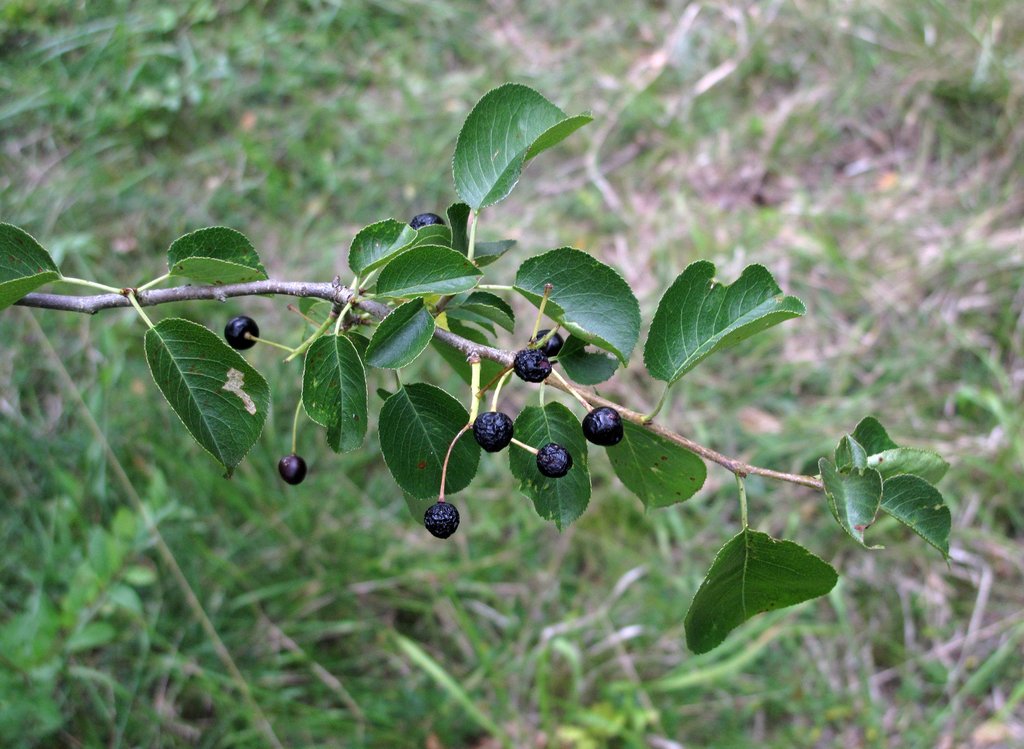 Prunus mahaleb